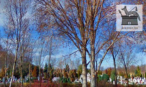 Tiszafüredi temető, cím: 5350 Tiszafüred, Domaházi út - 720x429 pixel - 195530 byte
